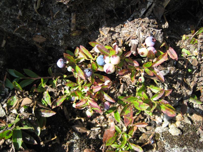 GooseEye-d (22).JPG - Wild blueberries that aren't quite ripe yet.